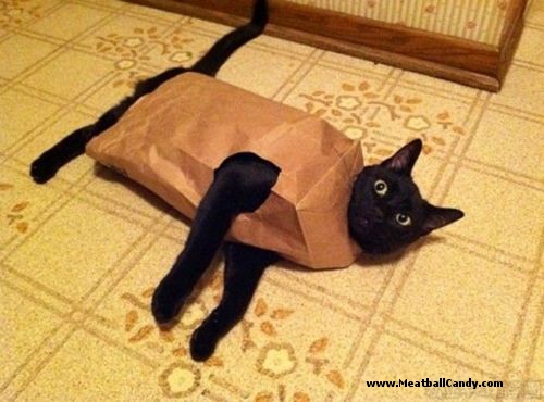 Image result for cat in bag